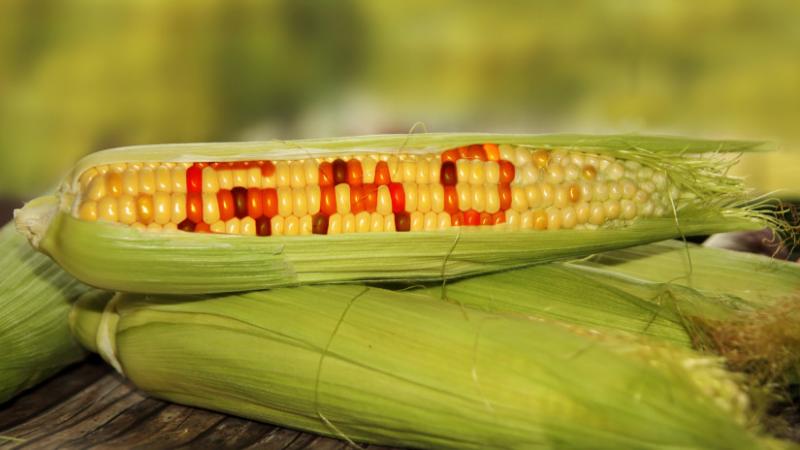 Hadat üzent Mexikónak a génmódosított kukorica: vajon mi zajlik a háttérben? - Agro Napló