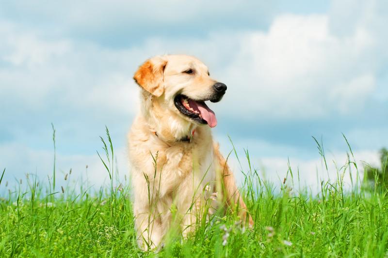 Egy különleges család története bontakozik ki a videóban, ahol a golden retriever lép a tigrisek pótmamájaként a középpontba. Az imádnivaló kutyus szeretetteljes gondoskodása és az egzotikus kölykök közötti szoros kötelék lenyűgöző látványt nyújt. Fedezd 