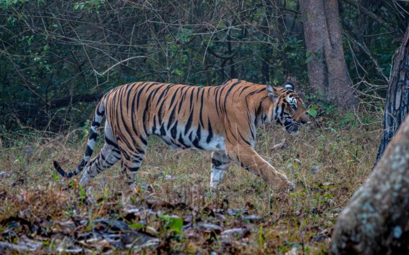 India tigrisállománya megduplázódott | National Geographic

India tigrisállománya drámai növekedésen ment keresztül, hiszen a számuk megduplázódott az utóbbi években. A sikeres védelmi intézkedések, a természetvédelmi projektek és a közösségi összefogás e